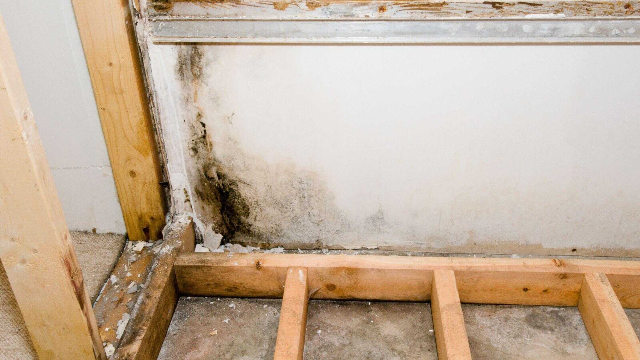 Mold growth caused by water damage in a bathroom wall, requiring professional cleaning and repair.